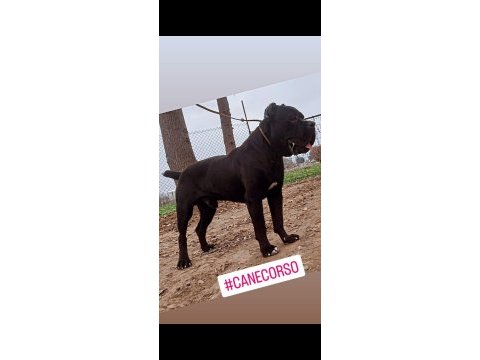 A şecereli kan hattı cane corso