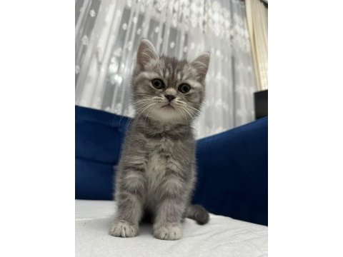 Kedimiz 2 aylık iç dış parazit aşıları yapıldı