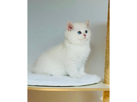 Safkan şecereli anne babadan ay33 kodunda british shorthair