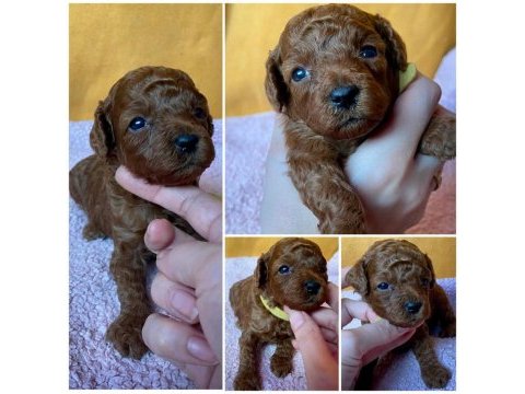 Ruhsatlı köpek çiftliğinden toy poodle yavrularımız
