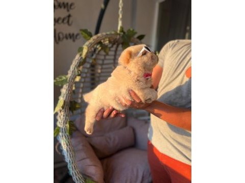 Safkan chow chow yavrularımız