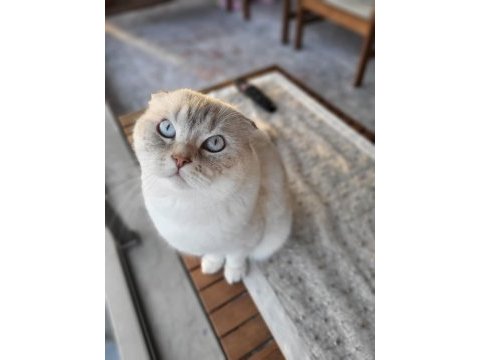 Scottish fold erkek