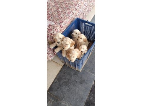 Orijinal maltipoo bebekler