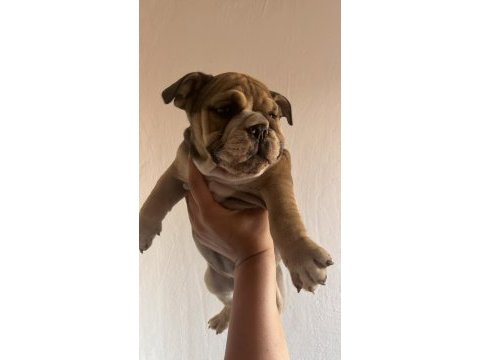 Tombik ingiliz bulldog bebeklerimiz