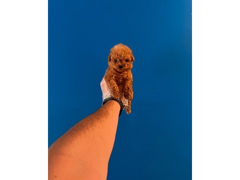 Gerçek micro teacup poodle bebekler