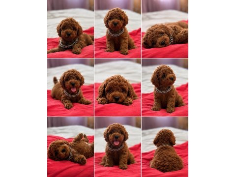 Redbrown kore kan toypoodle