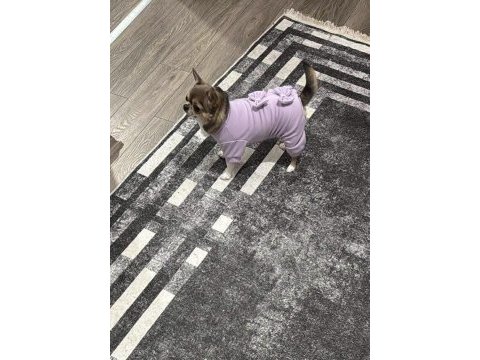 Chihuahua dişi