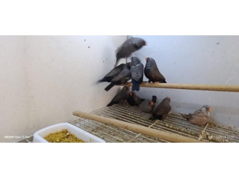 Chorcoal takım kuşlar