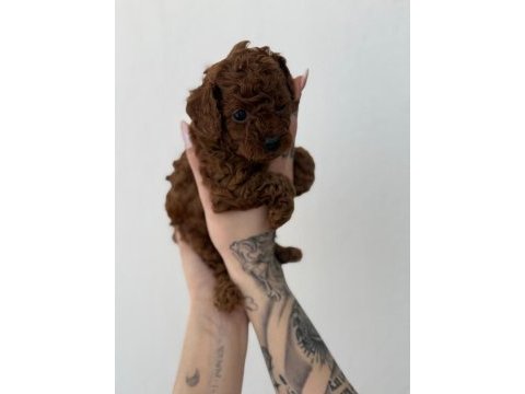 Toy poodle yavrularımız ömürlük aileleri bekliyor