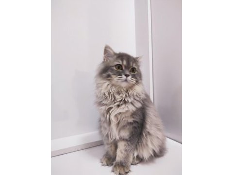 7 aylık british longhair dişi kedimiz