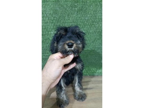 Maltipoo safkan