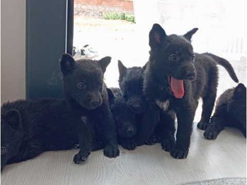 Son solid black sağlam kan hattı efsane yavru alman kurdu
