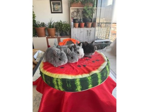 Cüce ve lop ırkı tavşan