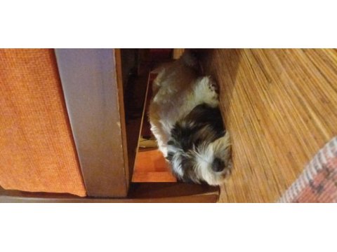 3.5 aylık maltipoo