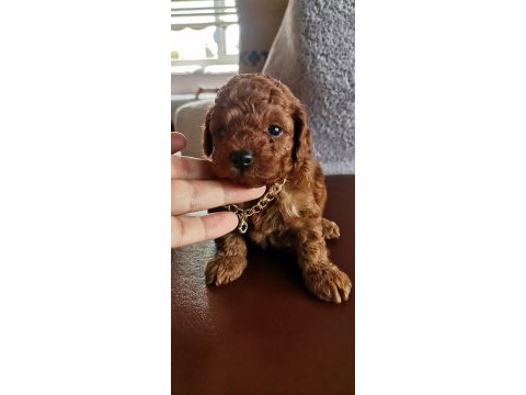 Toy poodle erkek yavrularım