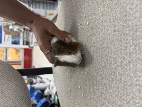 Ginepig yavruları citypetshop