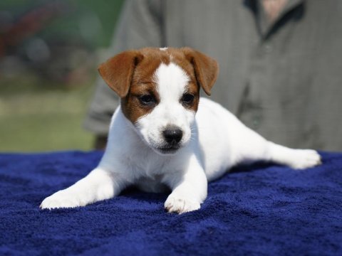 Fcı-kıf şecereli sağlıklı ve safkan kısa tüylü köpeğimiz