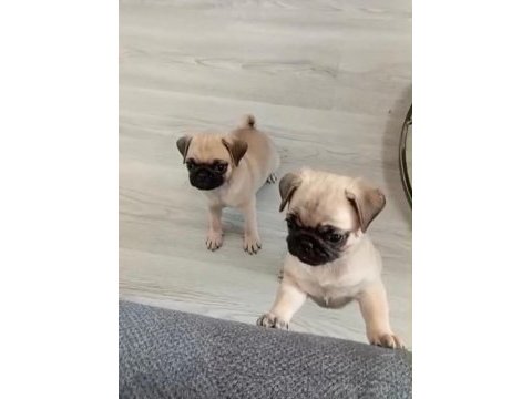 Pug yavrularımız a kalite