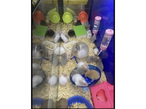 Antalya hamster (sağlıklı yavruların en uygunu)