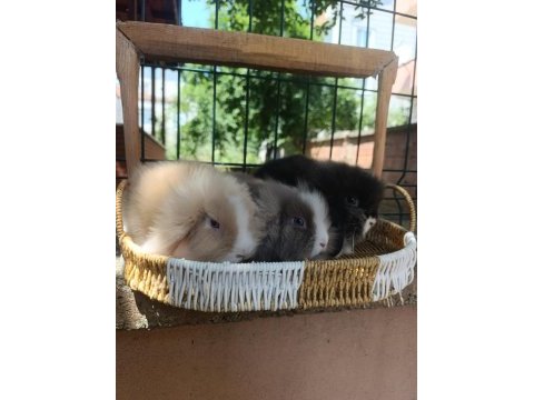 Hollanda teddy lop tavşanı yavrular