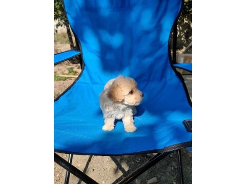 0 numara maltipoo
