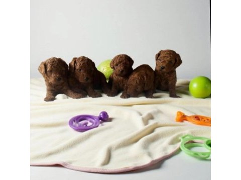 Toy poodle
