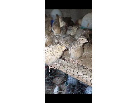 30 günlük jumbo japon bıldırcınlarımız