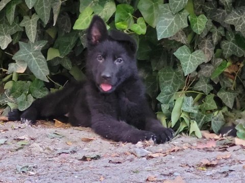 Full black (siyah) showline alman kurdu