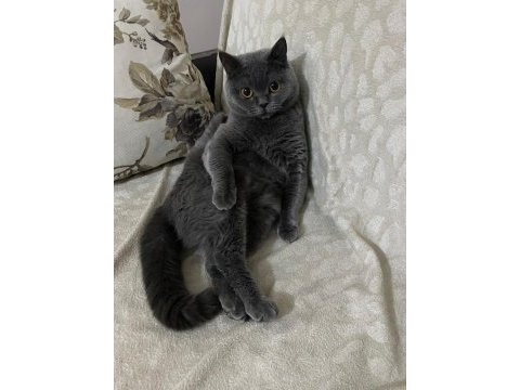 Çok sevecen british shorthair uysal ev kedisi