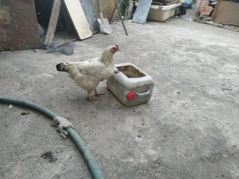 Satlık horoz ve tavuklar 11 aylık