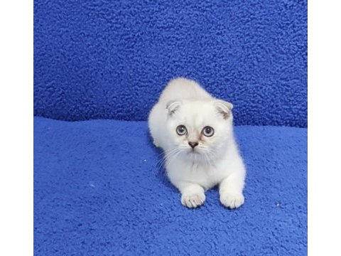 Scottish fold teslime hazır ponçik kaçmaz