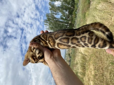 Saf kan bengal kedisi