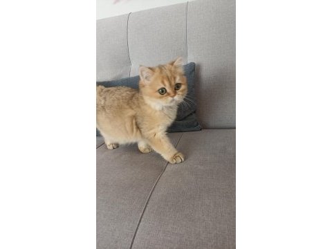 Çok güzel golden british shorthair iki kızımız