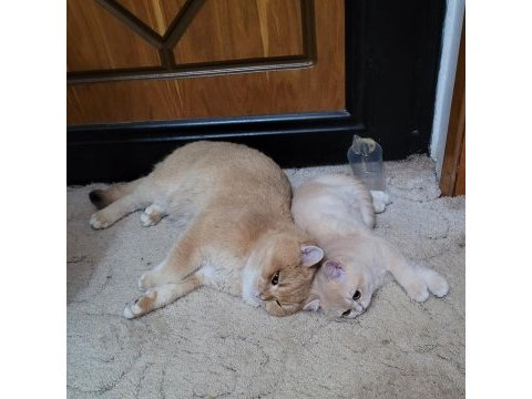 Golden 7 aylık erkek british shorthair