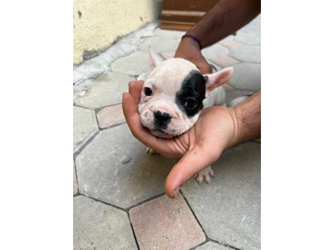 2,5 aylık french bulldoglar