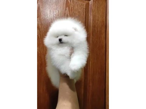 Türkiyenin show pomeranian bebekleri