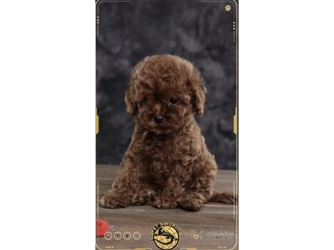 Toy poodle yavrularımız