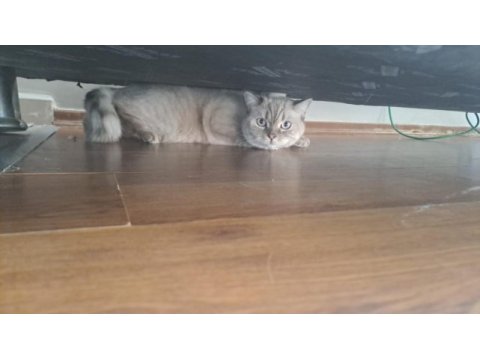 Akıllı kedilerim isteyene tekte verilir
