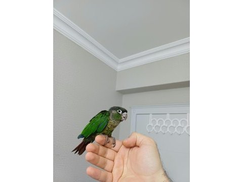 Greenchek konur papağanı
