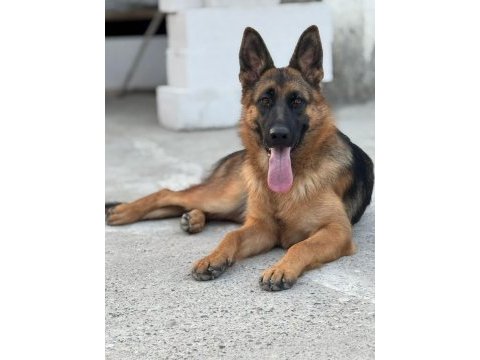 Sevgine zamanına emeğine değecek yavru alman kurdu