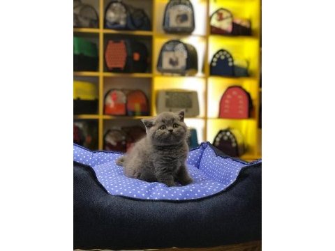 Gri brıtısh shorthair yavrularım 