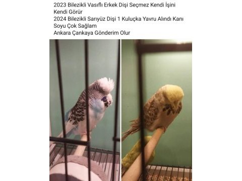 Show çift muhabbet kuşu