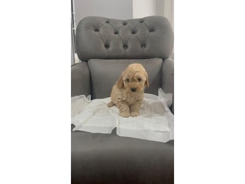 Yumaşacık tüylü maltipoo