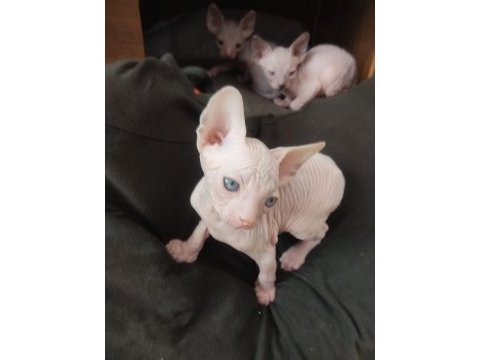 Top quality sphynx (pedigreed)