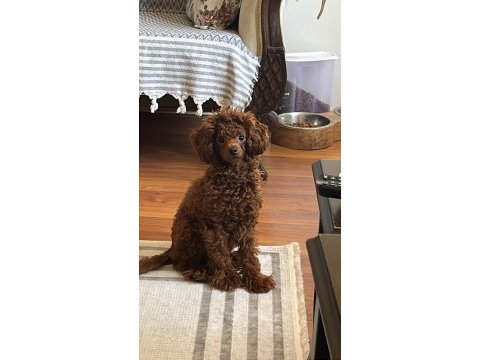 Toy poodle 9 aylık