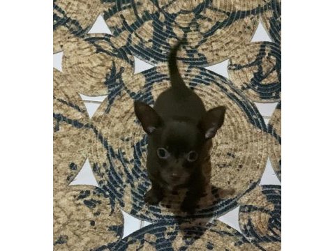 Xxs chihuahua