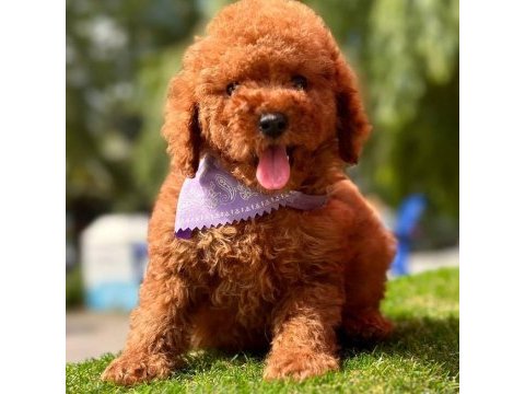 Sevimli toy poodle yavrularımız