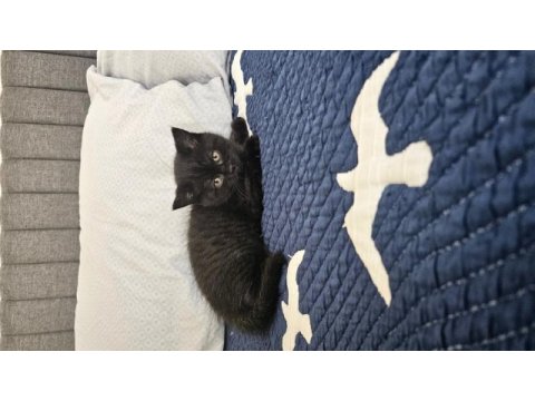 Sevimli british shorthair yavrular