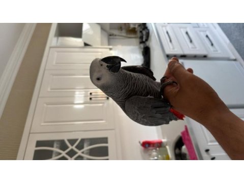 11 aylık jako full ecvil konuşuyor