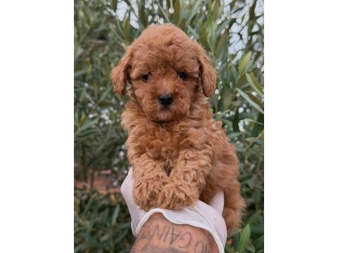 Yavru dişi toy poodle